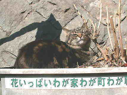 江の島マニアック