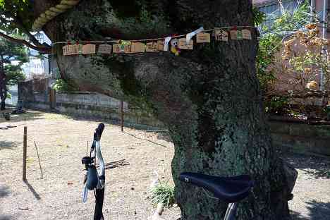 金沢八景サイクリング