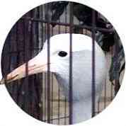 野毛山動物園