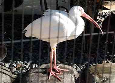 野毛山動物園