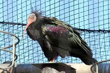 野毛山動物園