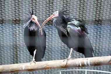 野毛山動物園