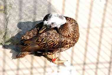 野毛山動物園