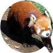 野毛山動物園