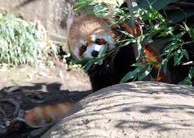 野毛山動物園