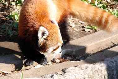野毛山動物園