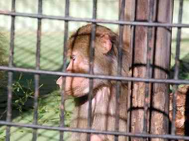 野毛山動物園