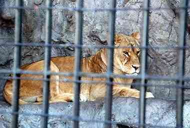 野毛山動物園