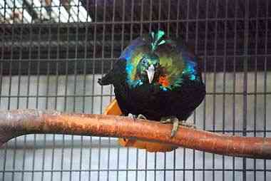 野毛山動物園