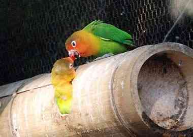 野毛山動物園