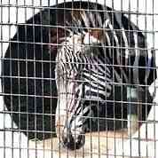 野毛山動物園
