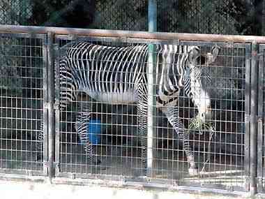 野毛山動物園