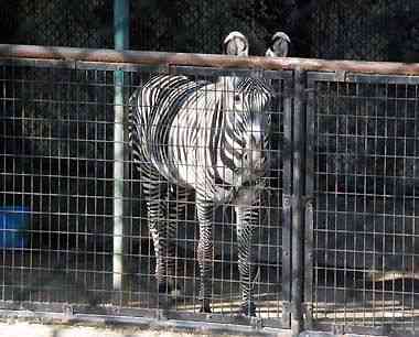 野毛山動物園