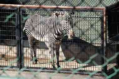 野毛山動物園