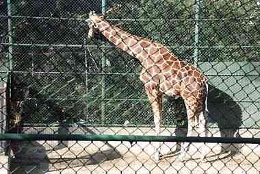 野毛山動物園