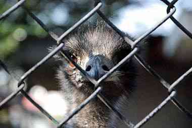 野毛山動物園