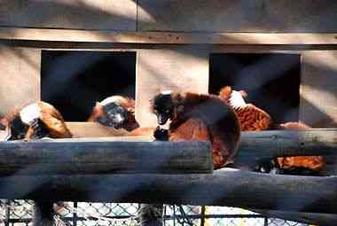 野毛山動物園