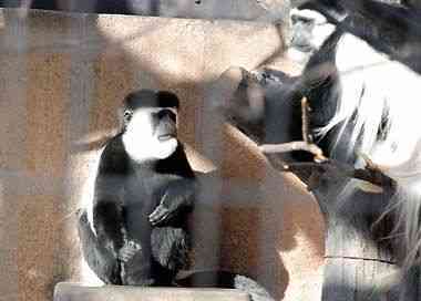 野毛山動物園