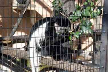 野毛山動物園