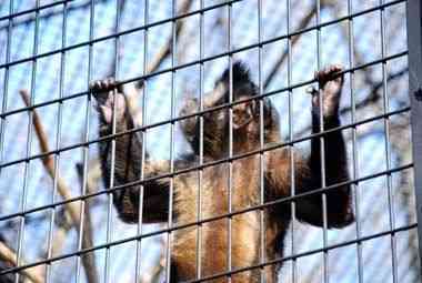 野毛山動物園