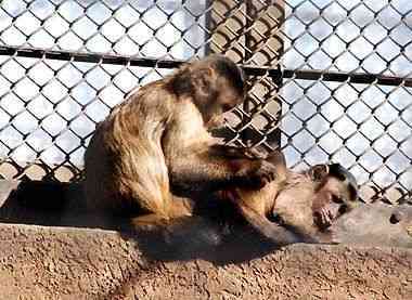 野毛山動物園