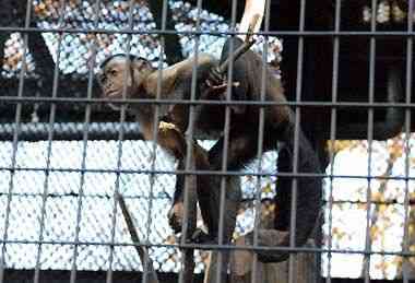 野毛山動物園