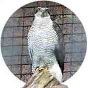 野毛山動物園