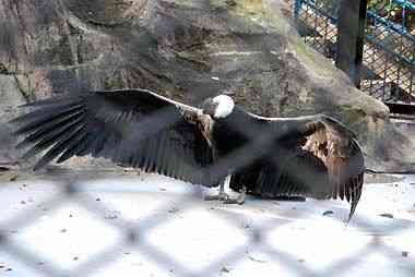 野毛山動物園