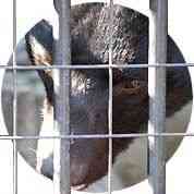 野毛山動物園