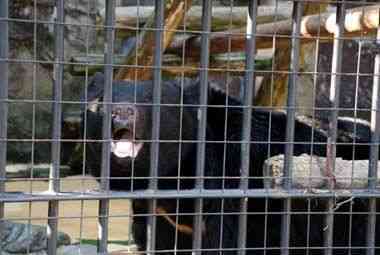 野毛山動物園