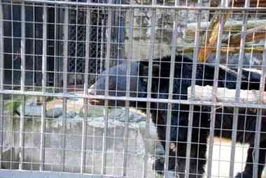 野毛山動物園