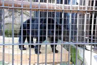 野毛山動物園