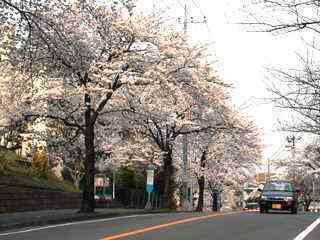 桜
