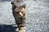 cats_0002_mini.jpg