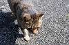 cats_0004_mini.jpg