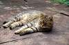cats_0008_mini.jpg