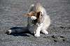 cats_0035_mini.jpg
