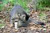 cats_0069_mini.jpg