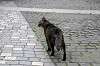 cats_0116_mini.jpg