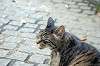cats_0120_mini.jpg