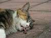 cats_0141_mini.jpg