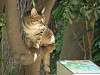 cats_0190_mini.jpg