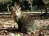 cats_0206_mini.jpg