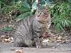 cats_0207_mini.jpg