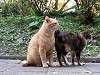 cats_0225_mini.jpg