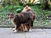 cats_0226_mini.jpg