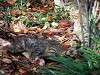 cats_0244_mini.jpg