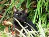 cats_0246_mini.jpg
