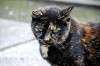 cats_0306_mini.jpg