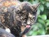 cats_0322_mini.jpg